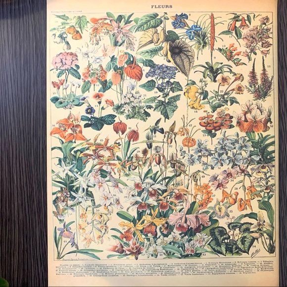 Adolphe Millot 1909 Fleurs Floral Print 2 of 5 - Picture 4 of 7